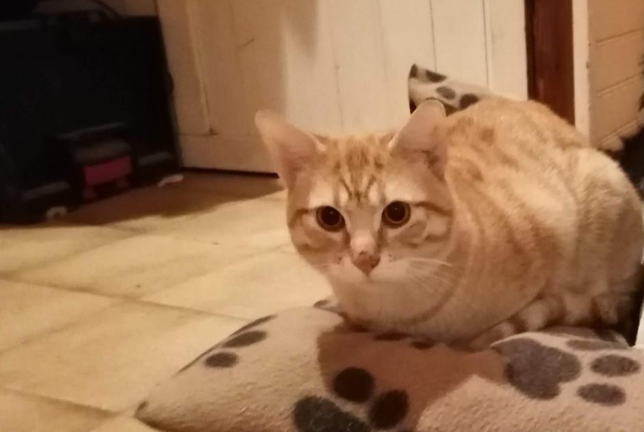 Alerte Disparition Chat Mâle , 2 ans Annonay France