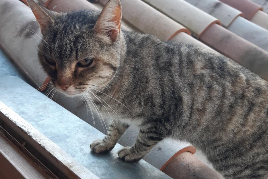 Alerte Découverte Chat croisement  Femelle Lamastre France